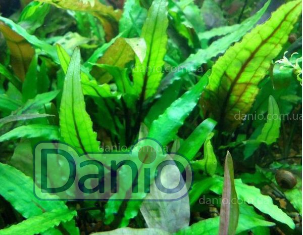 ИМ Danio Криптокорина Желтая (Cryptocoryne Lutea) размер - S, цена на ...