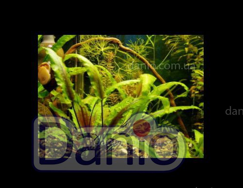 ИМ Danio Криптокорина Желтая (Cryptocoryne Lutea) размер - S, цена на ...