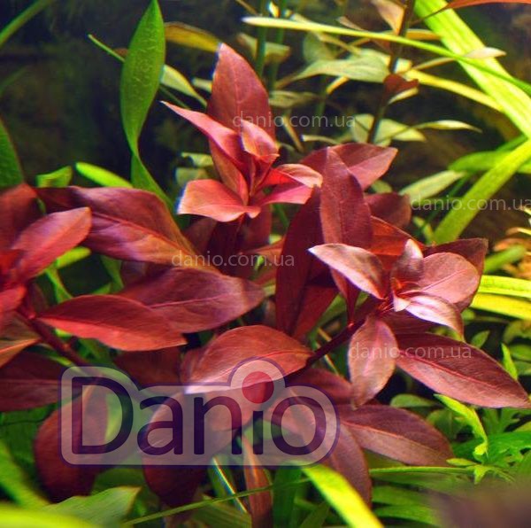 Людвигия Рубин (20 см) (Ludwigia repens Rubin)