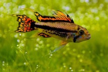 Апістограмма какаду (Apistogramma cacatuoides) 2-3 см