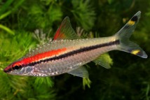 Барбус денисони (Puntius denisonii) 5-6см