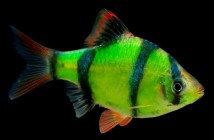 Барбус суматранський зелений GloFish (Barbus tetrazona GLOFISH) 2-3 см