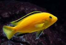 Лабідохромис eллоу (Labidochromis caeruleus yellow) 3-4 см
