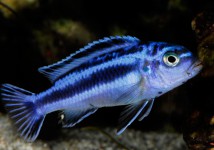 Меланохроміс майнгано (Melanochromis cyaneorhabdos) 5-6 см