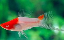 Меченосець Санта Клаус (Xiphophorus helleri var.) 5-6