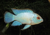 Наннакара неонова блакитна(Nannacara neon blue) 3-4 см