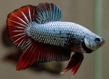 Петушок плакат самец (Betta plakat) 4-5