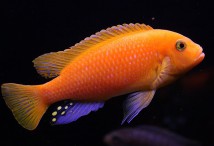 Псевдотрофеус зебра ред-ред (Pseudotropheus sp. red-red) 4-5 см
