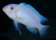 Псевдотрофеус зебра сніжинка (Pseudotropheus sp. Albino) 8-9 см