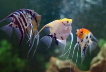 Скалярія асорті  (Pterophyllum scalare var.) 4-5 см