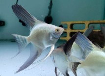Скалярія перлина Болгарії (Pterophyllum scalare var) 10-11 см