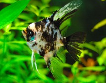 Скалярія платинова мармурова (Pterophyllum scalare) 3-4 см