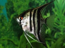 Скалярія смугаста (Pterophyllum scalare) 3-4 см