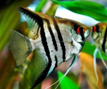 Скалярія полосата (Pterophyllum scalare) 4-5 см