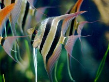 Скалярія смугаста (Pterophyllum scalare) 5-6 см