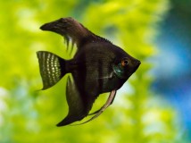 Скалярія темна смугаста (Pterophyllum scalare) 3-4 см