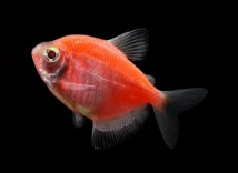 Тернеція помаранчова GloFish (Gymnocorymbus ternetzi GLOFISH) 3-4 см