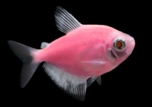 Тернеція рожева GloFish (Gymnocorymbus ternetzi GLOFISH) 3-4 см