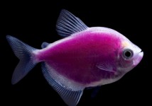 Тернеція фіолетова GloFish (Gymnocorymbus ternetzi GLOFISH) 2-3 см