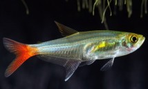 Тетра скляна (Prionobrama filigera)  2-3 см