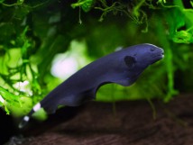 Черный нож (Apteronotus albifrons) 7-8 см