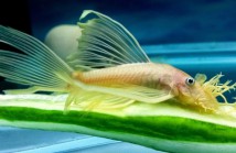 Анциструс вуалєвий альбінос (Ancistrus dolichopterus albino) 2-3 см