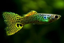 Гупі зелена кобра (Guppy green cobra) 2-3 см
