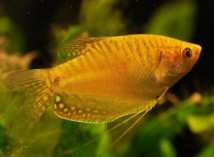 Гурамі золотий (Trichogaster leeri gold) 4-5 см