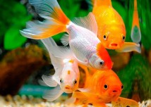 Вуалехвіст асорті (Carassius auratus) 4-5 см