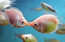 Гурамі поцілунковий (Helostoma temminckii) 3-4