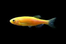 Даніо лимонний промінчик GloFish (Danio GloFish) 2-3 см