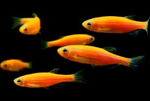Даніо морквяна (Danio GloFish) 2-3 см
