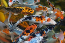 Карп КОИ ассорти (Cyprinus carpio koi) 7-8 см