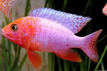 Аулонокара червоний дракон альбінос (Aulonocara firefish albino) 4-5 см