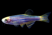 Даніо синь космосу (Danio GloFish) 2-3 см