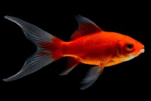 Комета червона (Carassius auratus comet)  5-6 см