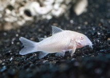 Коридорас золотий альбінос( Corydoras paleatus var albino) 2-3 см