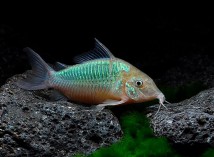 Коридорас смарагдовий (брохіс) (Brochis splendens) 3-4 см