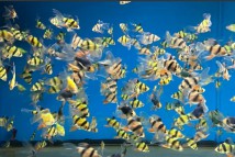 Вуалевий суматранський барбус Barbus titteya (2-3см)