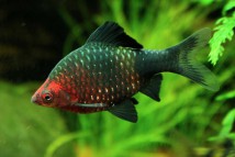 Барбус чорний Barbus nigrofasciatus (2-3см)