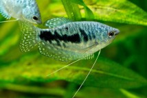 Гурамі мармуровий Trichogaster trichopterus trichopterus (4-5см)