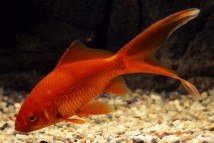 Комета червона Carassius auratus comet (6-7 см)
