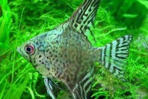 Скалярия зеленый ангел Pteregophylum Scallare (3-4 см)