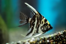 Скалярія мармурова Pterophyllum scal. marble (3-4 см)