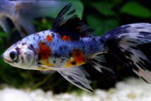 Шубункін Carassius auratus(8-9 см)