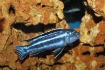 Меланохроміс майнгано Melanochromis cyaneorhabdos (4-5)