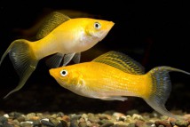 Моллінезія жовта Poecilia latipina yellow (2-3)
