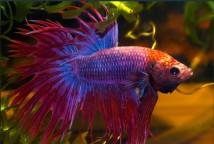 Півник корона самець (імпорт) Betta splendens (5-6)