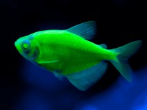 Тернеція зелена GloFish Gymnocorymbus ternetzi GLOFISH (2-3)