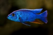 Хаплохромис Васильковый Sciaenochromis fryeri (6-7)